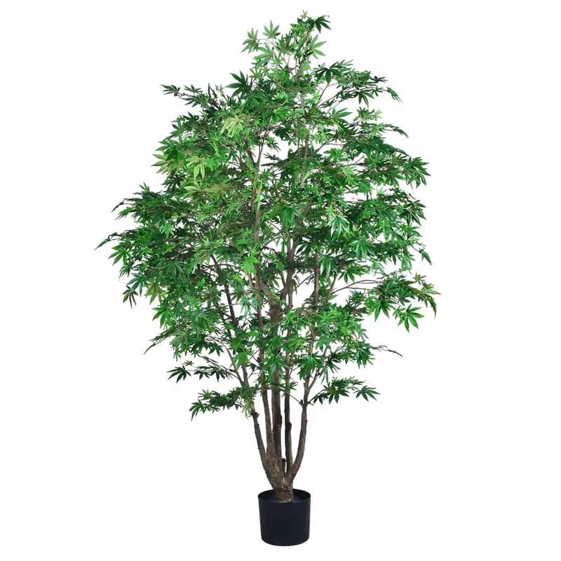 Trending Wholesale Green Maple - огляд і ціна Dracaena Marginata