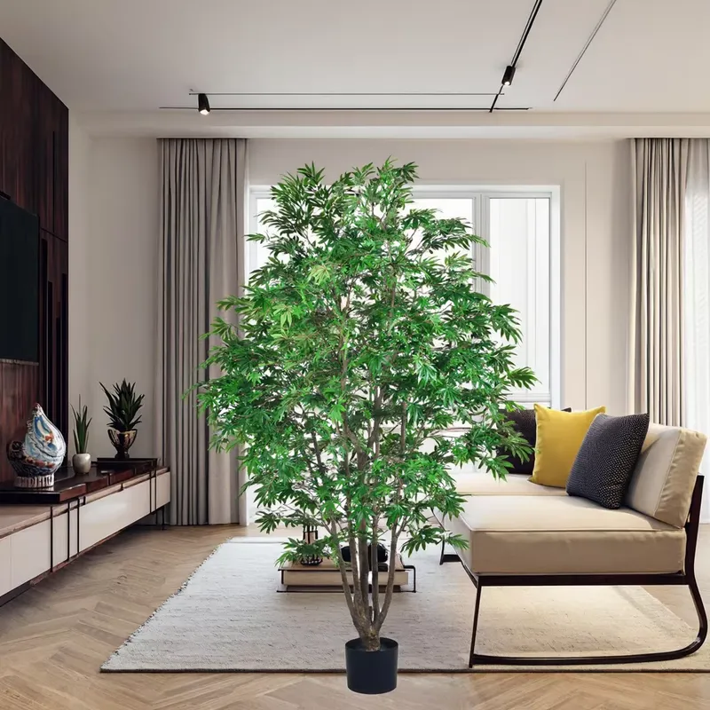 Trending Wholesale Green Maple - огляд і ціна Dracaena Marginata