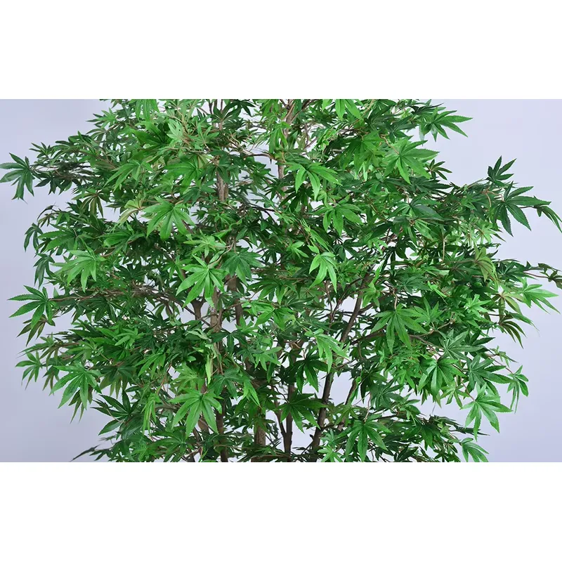Trending Wholesale Green Maple - огляд і ціна Dracaena Marginata