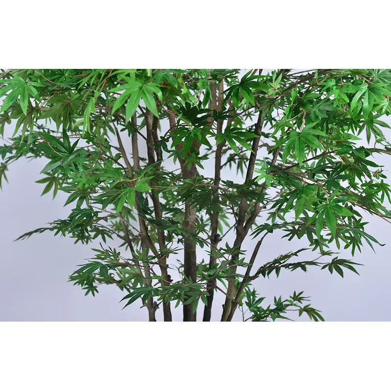 Trending Wholesale Green Maple - огляд і ціна Dracaena Marginata